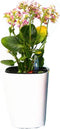 7 inch Plastic Self Watering Plant Pots with Water Level Indicator White Set of 1, Modern Decorative Flower Pots for All House Plants, Flowers, He...