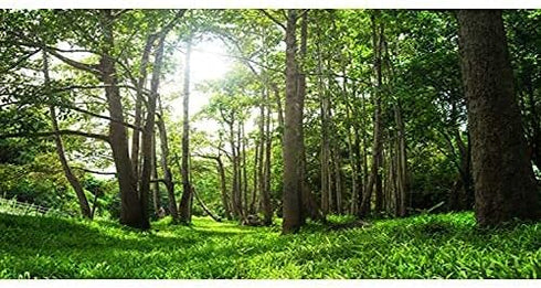 AWERT 30x12 inches Forest Terrarium Background Tropical Aquarium Background Green Tree Reptile Habitat Background Durable Polyester Background...