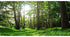 AWERT 30x12 inches Forest Terrarium Background Tropical Aquarium Background Green Tree Reptile Habitat Background Durable Polyester Background...