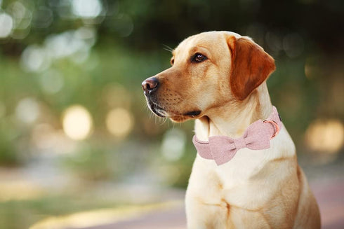 ARING PET Bowtie Dog Collar-Cotton Pink Dog Collar with Bow, Fancy Wedding Girl Dog Collars Pet Collars Gifts with Metal Buckle...