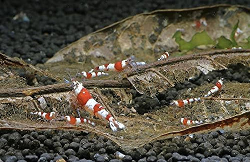 Awesome Aquatic Shrimp Leaves 10 4"-6" Premium Catappa Indian Almond Leaves Natural Habitat Tannin Producing Natural Food Improves Immunity Easy t...