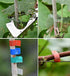 Stretch Tie Tape Roll, Garden Tie Tape, Thick Sturdy Plant Ribbon Garden Vinyl Stake Gardening Tools for Indoor Outdoor Patio Plant Use...