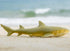 Gemini&Genius Marine Animal World Toy Lemon Shark Ocean Shark Action Figure Sea Animal Great White Shark Action Figure Soft Rubber Toys Role Play ...