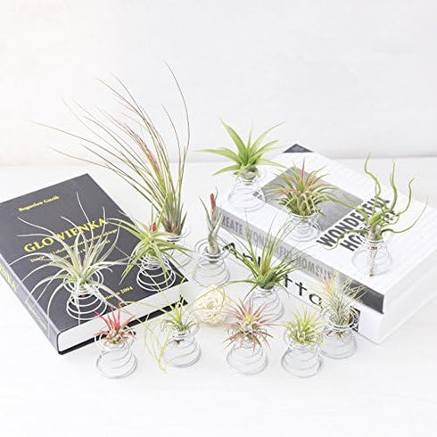 20 Pack Air Plant Stand Container Tillandsia Holder, Stainless Steel Tillandsia Container for Live Tropical Plant Home Office Desktop Decoration S...