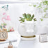GeLive White Cow Ceramic Succulent Planter Tabletop Animal Plant Pot with Drainage Tray Indoor Cow Stuff Pen Pencil Brush Holder Desk Organizer De...