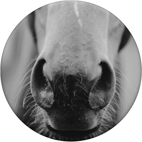 Horse PopSockets PopGrip: Swappable Grip for Phones & Tablets PopSockets Adhesive PopGrip...