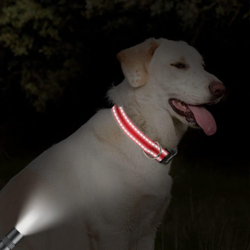 Taglory Reflective Adjustable Dog Collars for Puppy Small Medium Large Dogs, Thin Nylon Webbing and Quick Release Plastic Buckle(Red,Small)...