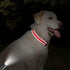 Taglory Reflective Adjustable Dog Collars for Puppy Small Medium Large Dogs, Thin Nylon Webbing and Quick Release Plastic Buckle(Red,Small)...