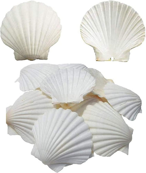 6PCS Scallop Shells for Serving Food,Baking Shells Large Natural White Scallops from Sea Beach for DIY Craft Decor 4-5 Inches...