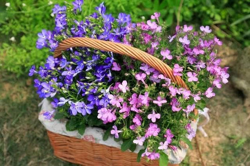 Mix Creeping Thyme Seeds Ground Cover for Planting, Thymus Serpyllum Heirloom Seeds for Rock Gardens, Along Borders, Fences & walkways Ornamental ...