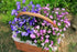 Mix Creeping Thyme Seeds Ground Cover for Planting, Thymus Serpyllum Heirloom Seeds for Rock Gardens, Along Borders, Fences & walkways Ornamental ...