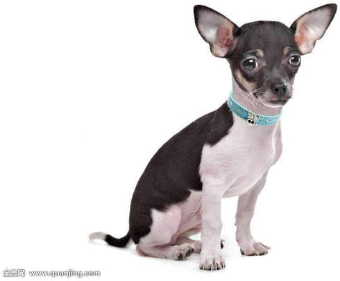 Cute Dazzling Sparkling Elegant Fancy Skull Diamond Crystal Rhinestone Leather Small Pet Dog Cat Collar Puppy(White,M)...