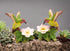 Fine Porcelain Hummingbird with Apple Cherry Blossom Flowers Taper Candle Holder Pair Figurine, 3-5/8" H...