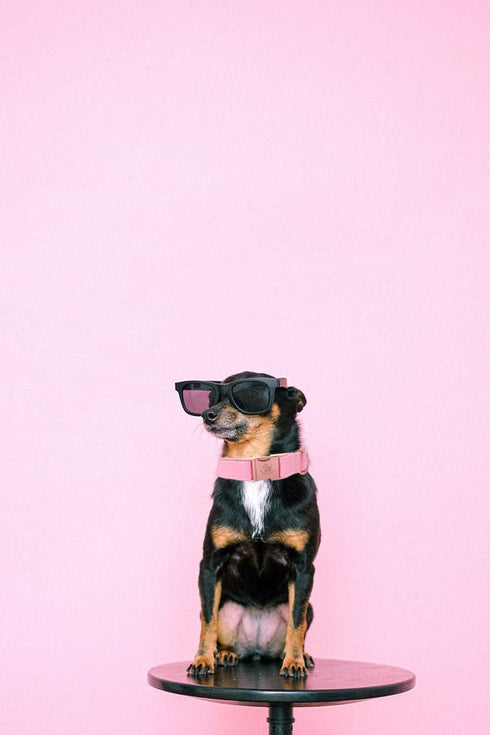 Elegant little tail Pink Dog Collar and Leash, Durable Pet Collar, Leather Dog Collar Adjustable Girl Dog Collars for X-Small Dogs...