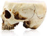 RMM Halloween Decoration Retro Human Skull Head Flower Pot Planter Bed Box Container Replica Home Bar Décor,Clear...