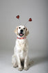 Lionet Paws Valentine Day Dog Collar, Heavy-Duty Cute Red Heart pattern Fabric Pet Collar with Metal Buckle Necklace for Small Gift, Neck 10-16 in...
