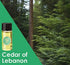 Anointing Oil from Israel - Set of 3 Anointing Oil from Jerusalem - Pomergranate, Cinnamon & Cedar of Lebanon Biblical Oils | Total Amount 1oz Ano...