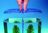 Penn-Plax Twin Betta Bow-Front Kit for Aquarium Blue, Green, Tank is 7.5" Across The Front, 6" Across The Back...