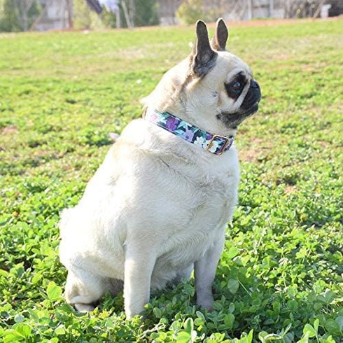 Metal Buckle Dog Collar, Durable Adjustable Dog Collar Soft for Small Medium Large Dogs...