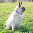 Metal Buckle Dog Collar, Durable Adjustable Dog Collar Soft for Small Medium Large Dogs...