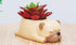 Cute Pug Planter Pots for Office,Window,Kitchen and Balcony...