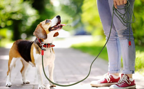 YAODHAOD Long Rope Dog Leash for Dog Training Leash,9.8FT/12.4FT/32.8FT Threads Check Cord Dog Leash,Pet Training Tracking Line Leash for Outside,...