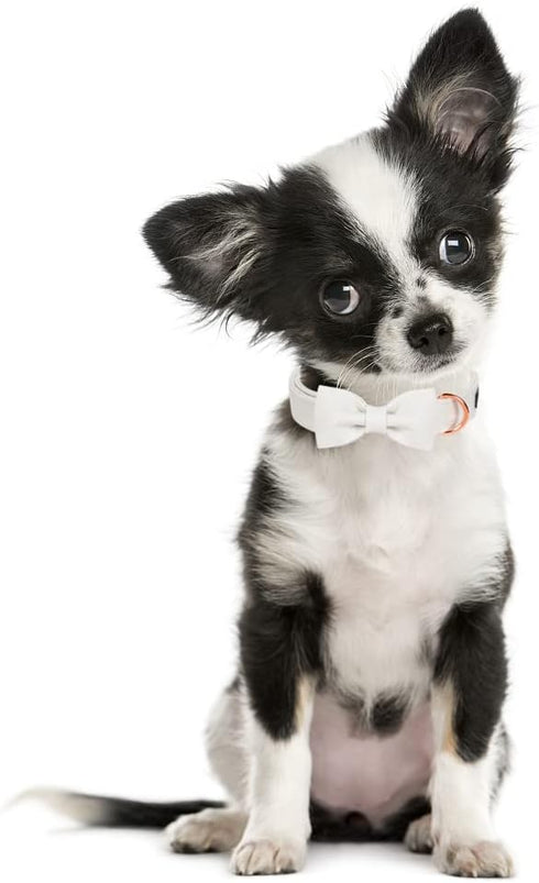 ARING PET Bowtie Dog Collar-Cotton White Dog Collar with Bow, Adorable Wedding Dog Collars Pet Collars Gifts with Metal Buckle...