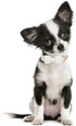 ARING PET Bowtie Dog Collar-Cotton White Dog Collar with Bow, Adorable Wedding Dog Collars Pet Collars Gifts with Metal Buckle...