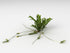 Health Embassy Silverweed Herb | Potentilla Anserine L. - Anserinae Herba | 100% Natural (50g)...