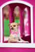 Lionheart glory Pink Plaid Dog Collar, Adjustable Dog Collar with Bowtie, Pet Gift Girl Collar for Dog Soft Bowtie Dog Collars for X-Small Puppy...