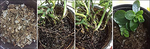 Commercial Grade Super Absorbent Polymer Potassium Based Water Crystal (1 Pound)...