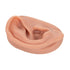 3B Scientific N15/1R SKINlike Silicone Right Acupuncture Ear Model, 3.7" x 2.4" x 1.6"...