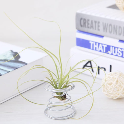 20 Pack Air Plant Stand Container Tillandsia Holder, Stainless Steel Tillandsia Container for Live Tropical Plant Home Office Desktop Decoration S...