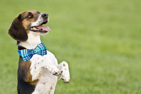 Plaid Dog Collar with Bow tie-Summer Cotton Dog Collar Blue Plaid Pet Collar Comfortable Cute Dog Collar for Small Medium Large Dog...