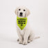 1 Piece in Training Ask Before Petting Dog Bandana Give Me Space Dog Bandana Rescue Dog Bandana (Ask Before Petting D) (Ask Before Petting D)...