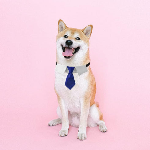 Dog Collar, Soft Polyester Dog Bow Tie with Metal Buckle for Large, Medium and Small Boys Cat Dog Tie (Medium, Blue/White)...