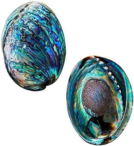 Polished Abalone Shell, 4.5" to 5.5", in Gift Box, for Smudging, Cleansing, Meditation, Home Décor and to Gift. 100% Natural Shell - Sustainably S...