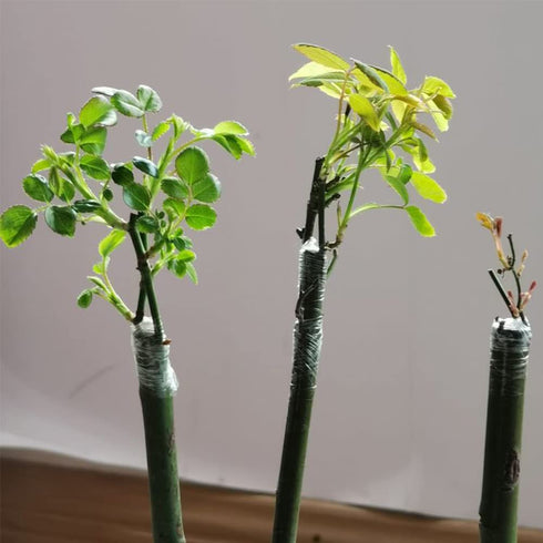 Grafting Tape Grafting Film for Plants, 2 Pack Stretchable Garden Grafting Tape Plants Repair Budding Tapes for Floral Fruit Tree and Poly Budding...