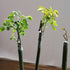Grafting Tape Grafting Film for Plants, 2 Pack Stretchable Garden Grafting Tape Plants Repair Budding Tapes for Floral Fruit Tree and Poly Budding...
