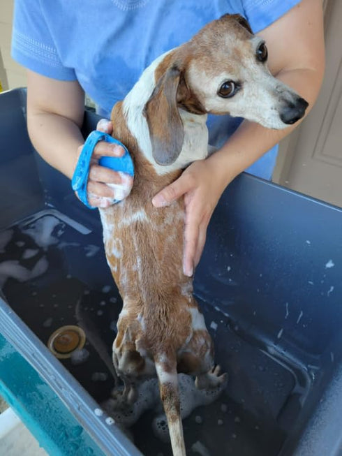 Dog Bath Brush/Dog Grooming Brush/Dog Shampoo Brush?Dog Scrubber for Bath with Pet Toothbrushes for Long Short Haired Dogs Cats Shower...
