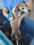 Dog Bath Brush/Dog Grooming Brush/Dog Shampoo Brush?Dog Scrubber for Bath with Pet Toothbrushes for Long Short Haired Dogs Cats Shower...