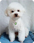 Pearl Cat Collar Dog Collar Rhinestone Necklaces for Small Dogs Collar Accessories Pet Collar (Green Drop Shape, Small)...