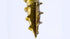 GRK FASTENERS 12155 RSS 1/4" x 2" SCREWS 50CT...