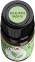 Rocky Mountain Oils Eucalyptus Radiata Essential Oil - Aromatherapy Essential Oils for Diffuser, Topical, and Home - 15ml...