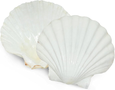 6PCS Scallop Shells for Serving Food,Baking Shells Large Natural White Scallops from Sea Beach for DIY Craft Decor 4-5 Inches...