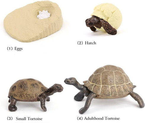 4PCS Elephant Tortoise Animal Life Cycle,Insect Growth Cycle Model,Hand Painting Animal Figures,Educational Toy,Cake Toppers Christmas Birthday Gi...