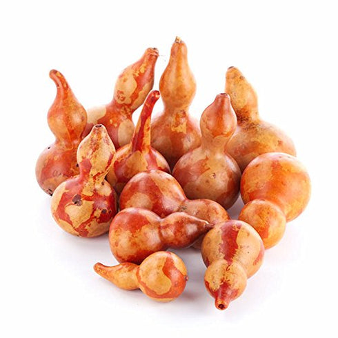 12 Piece Package Mottled Orange Dried Natural Gourds | Dried Gourds for Fall Decor...