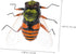 6pcs High Simulation Insect Bee Figure Bee Garden Statues Bee Ornament Realistic Bee Educational Plaything Insect Model Cake Topper Bees Fake Toy ...