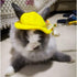 ANIAC Funny Cat Hat for Cat XXS Dog Sun Hat with Ears Hole Rabbit Outfit for Bunny Mini Sombrero Puppy Hat Party Costume Head Accessories for Kitt...