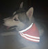 Reflective Dog Bandana Velcro Safety Scarf 2 Pack Orange Dog Reflective Gear...